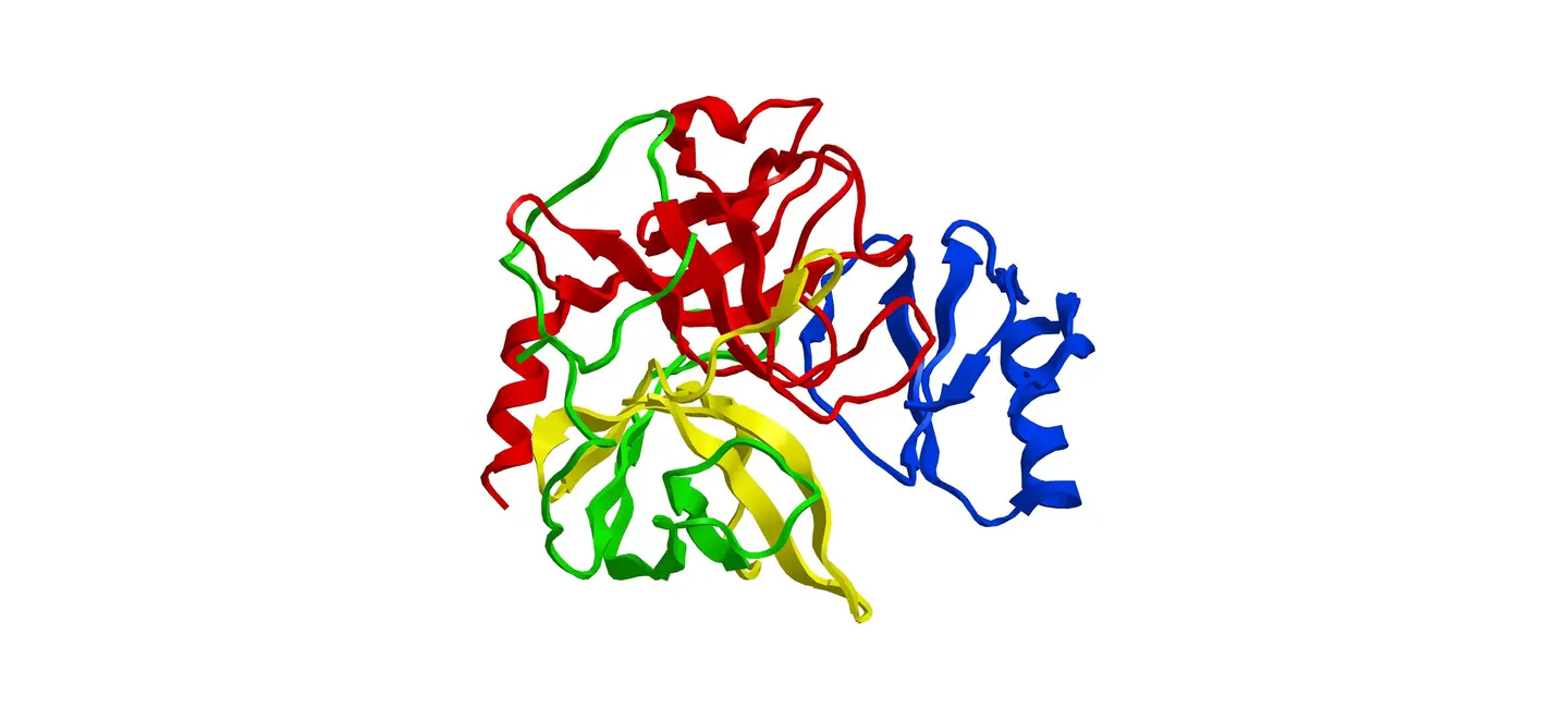 Molecular structure of chymotrypsin