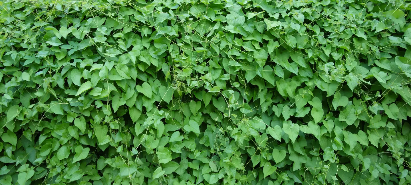 Kudzu plant