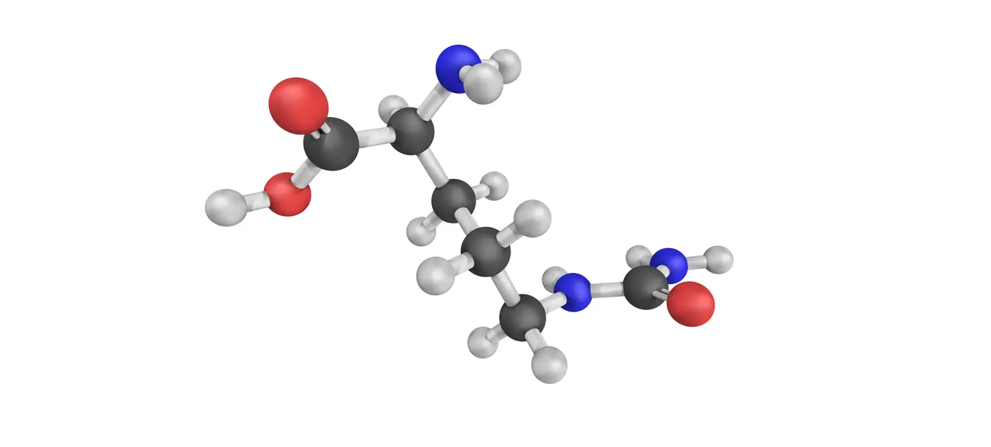 L-Citrulline molecule