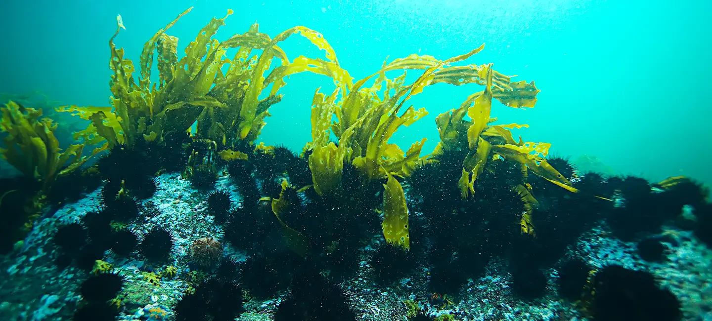 Laminaria seaweed
