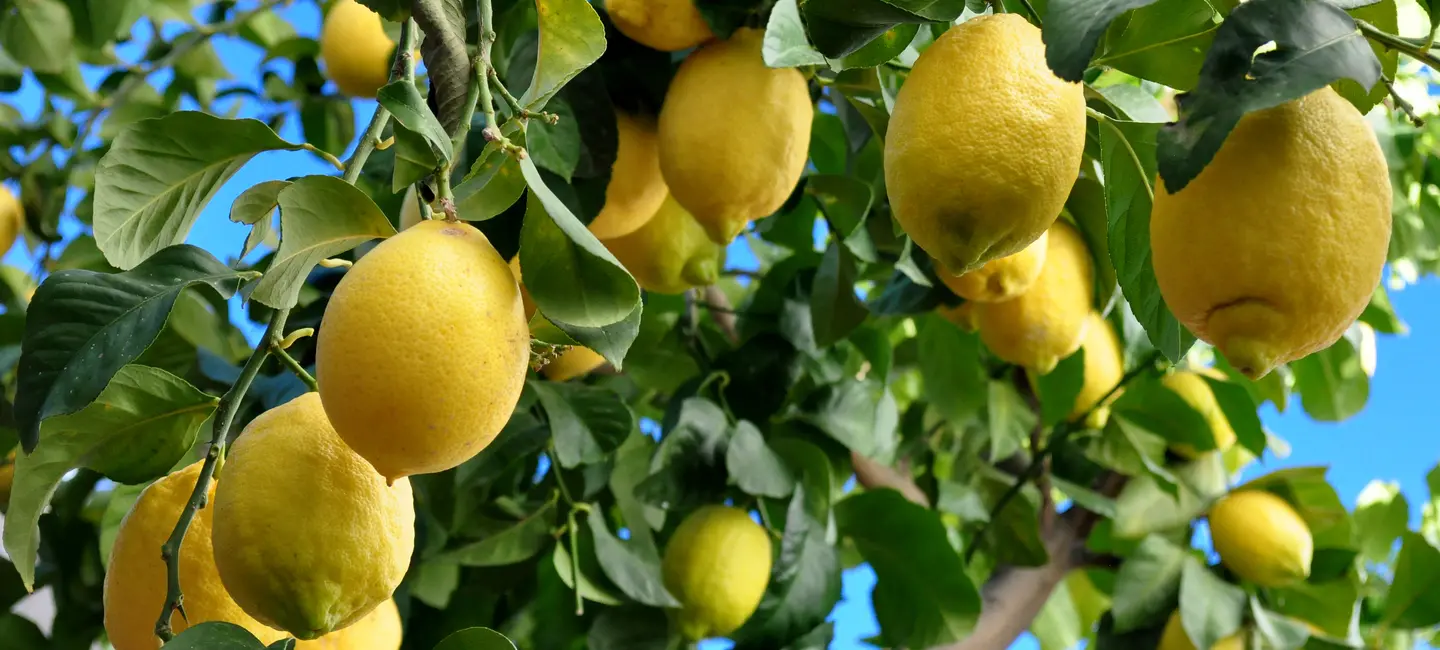 Lemons on lemon tree