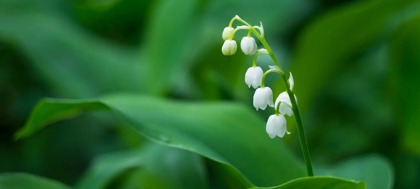 Lily of the Valley plant