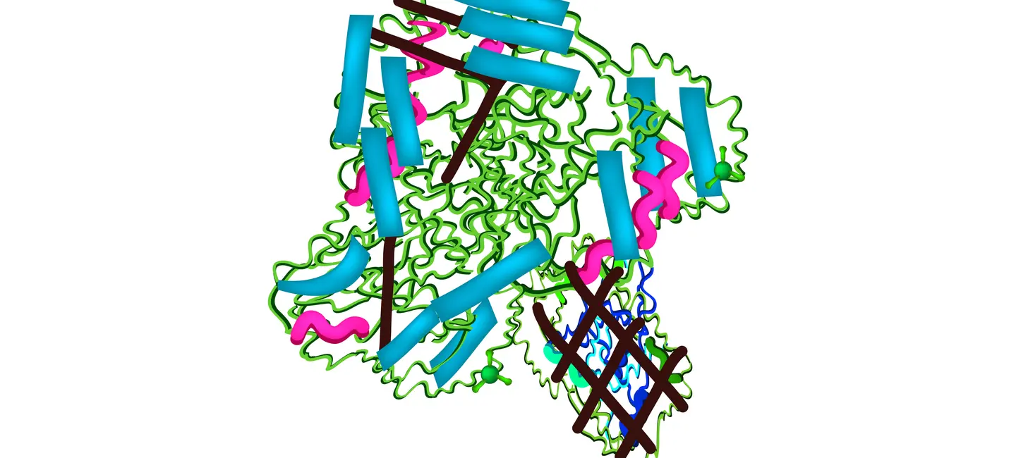 Lipase Molecular structure