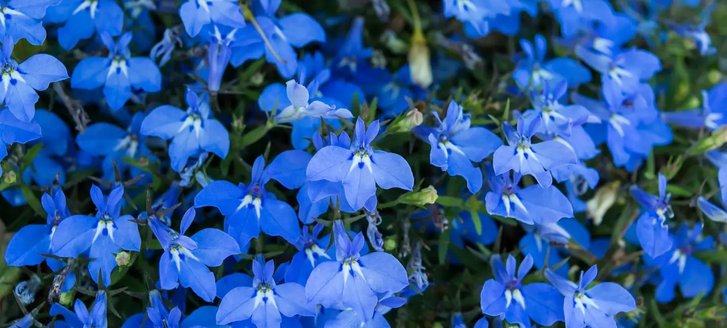 Lobelia plant