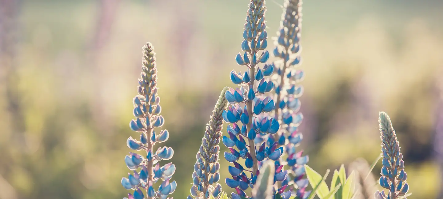 Lupin plant