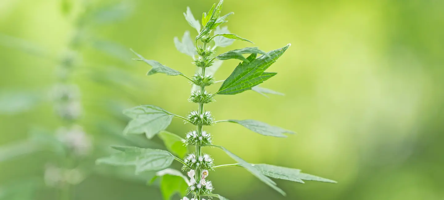 Motherwort plant