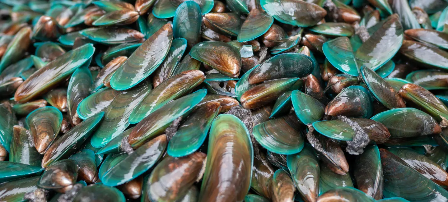 New Zealand Green-Lipped Mussel shellfish