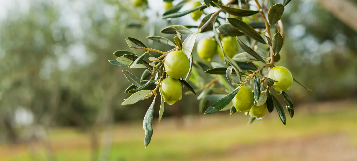 Olive tree