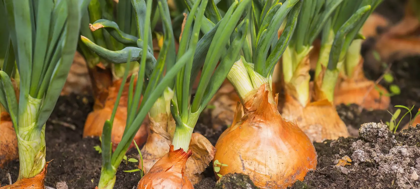 Onion plant in the ground