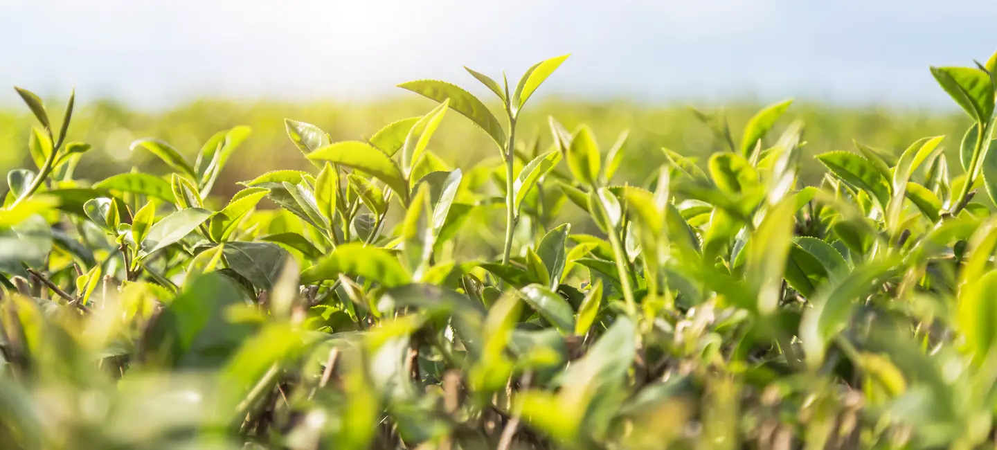 Camellia sinensis plant