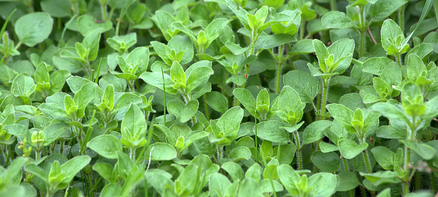 Oregano plant