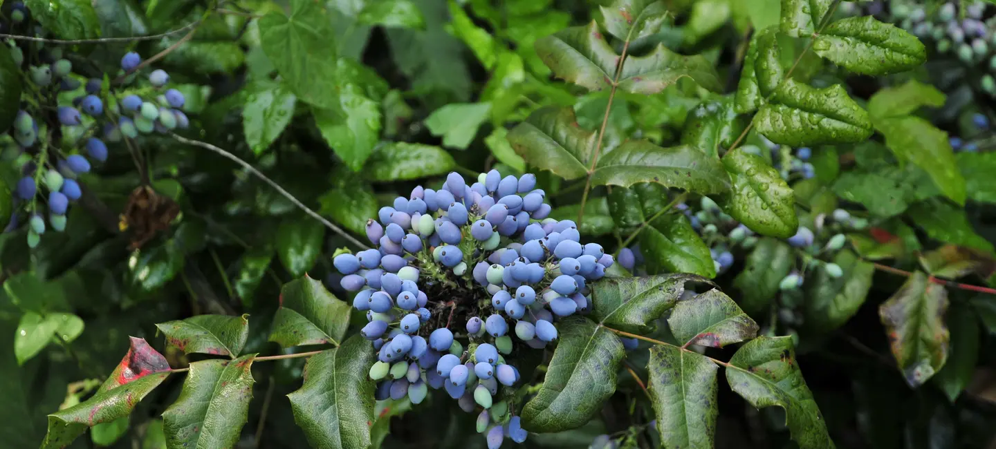 Oregon Grape plant