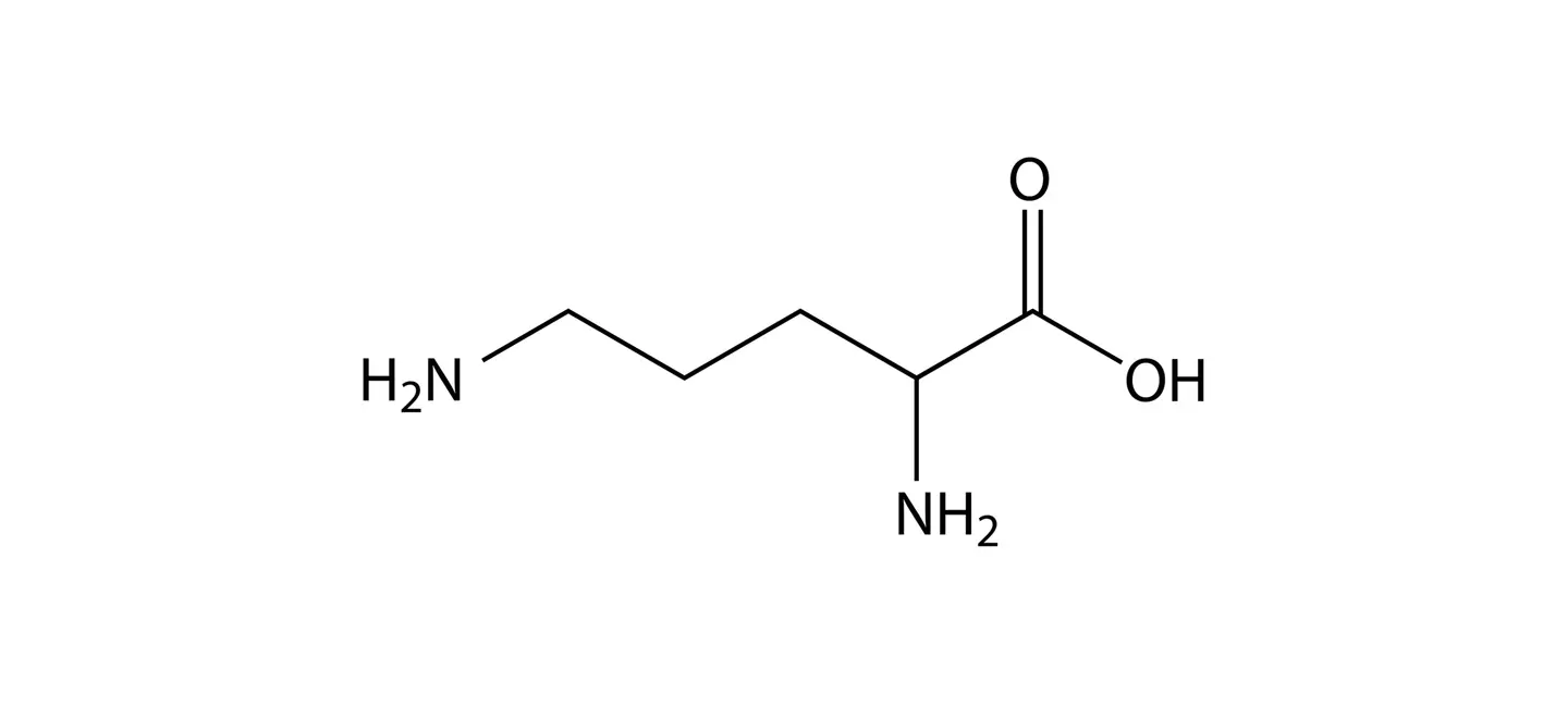 Ornithine molecule