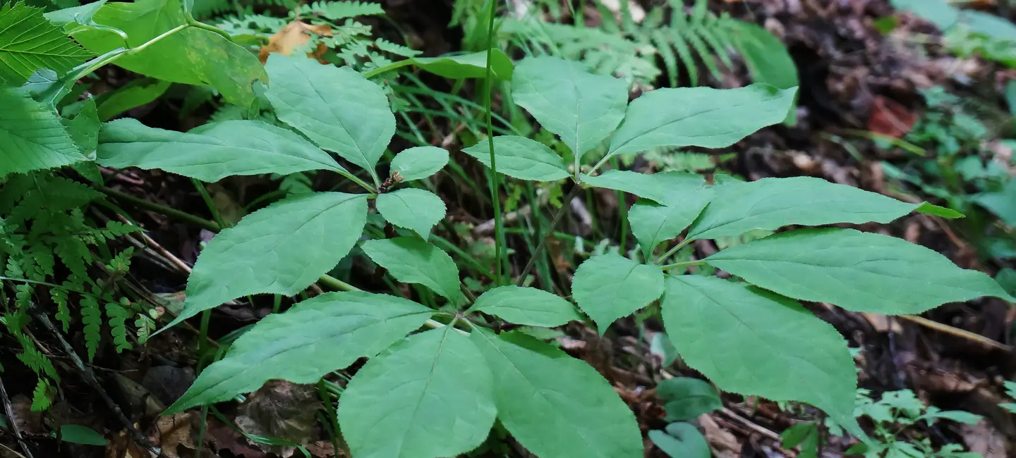 Panax Ginseng plant