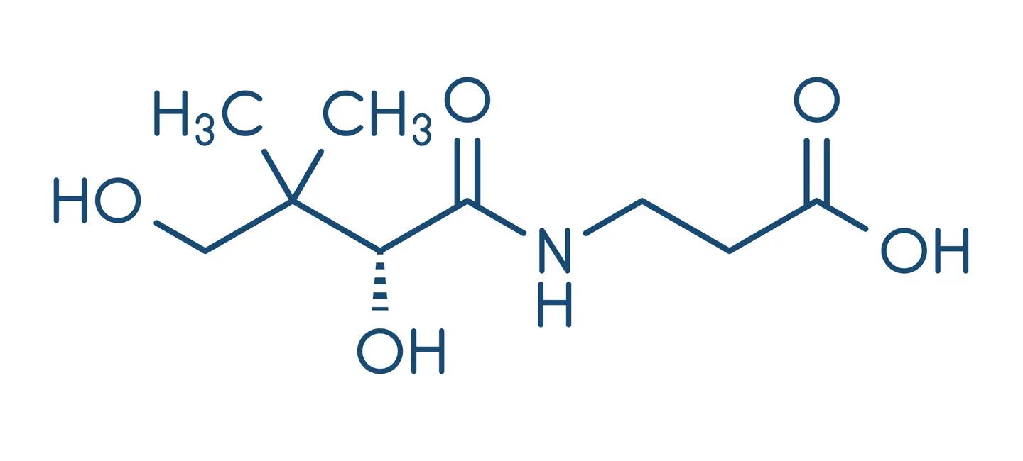 Pantothenic Acid molecule