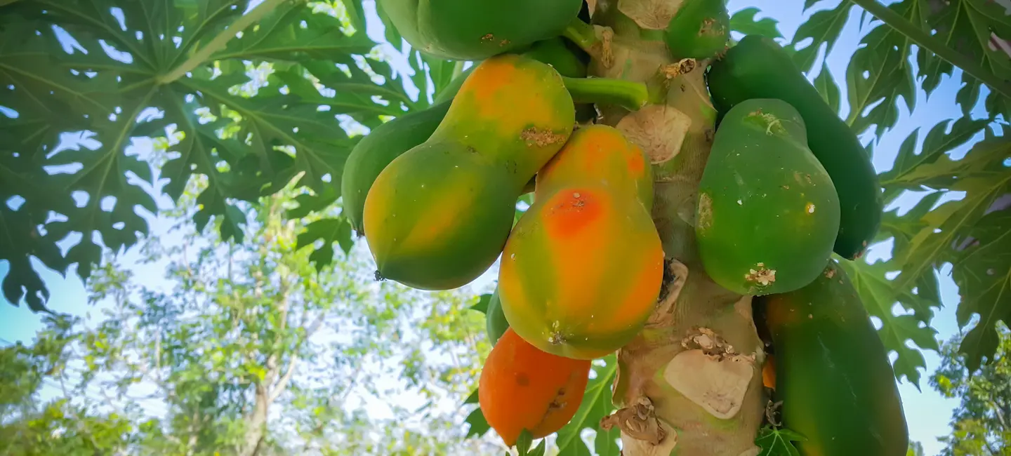 Papaya tree