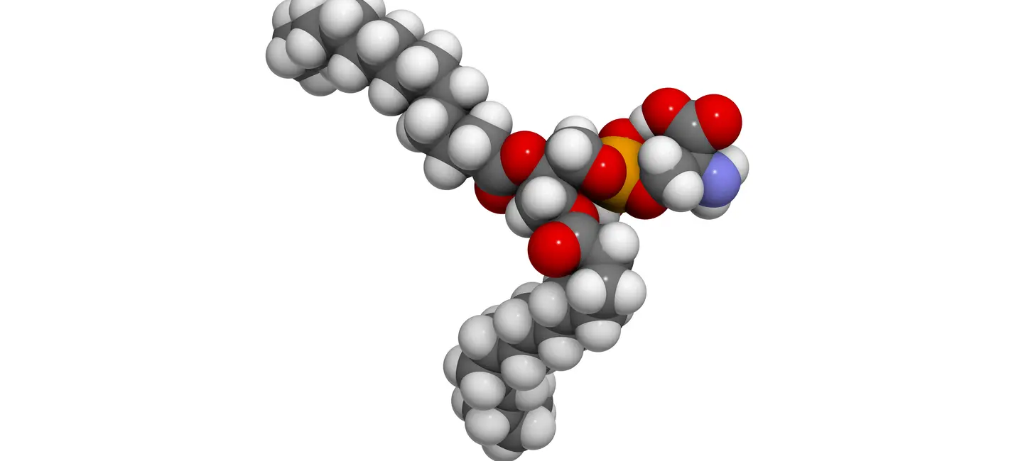 Phosphatidylserine molecule
