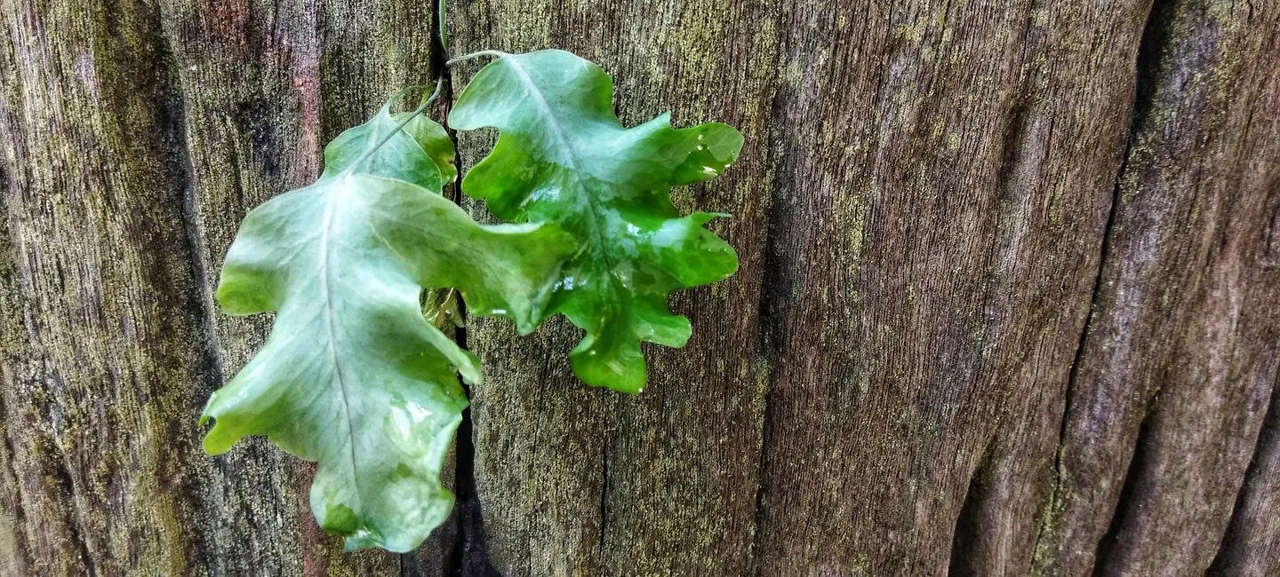 Polypodium Leucotomos plant