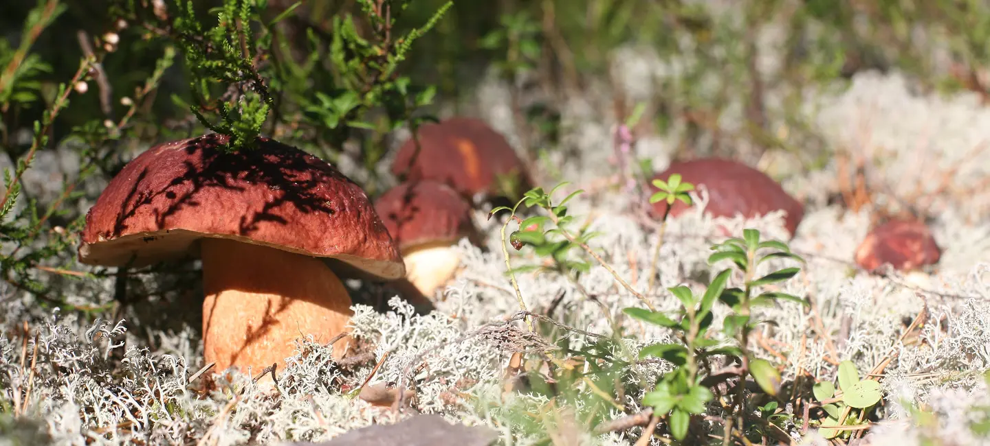 Poria Mushroom on the ground