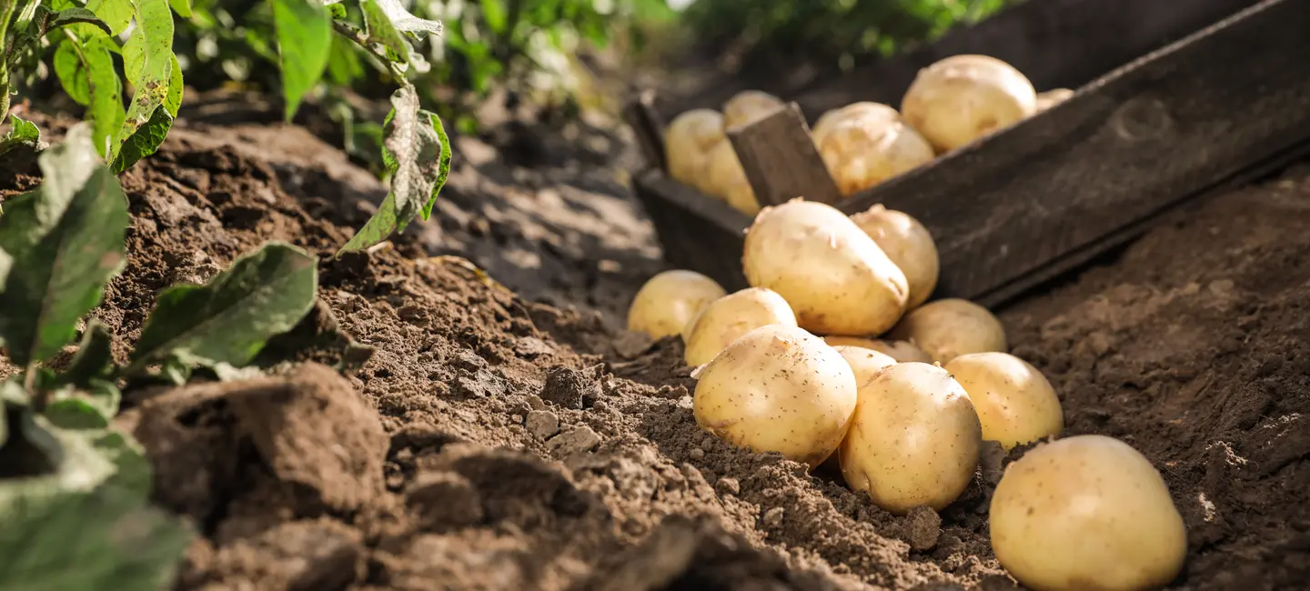 Pile of ripe potatoes on ground and potatoes plant