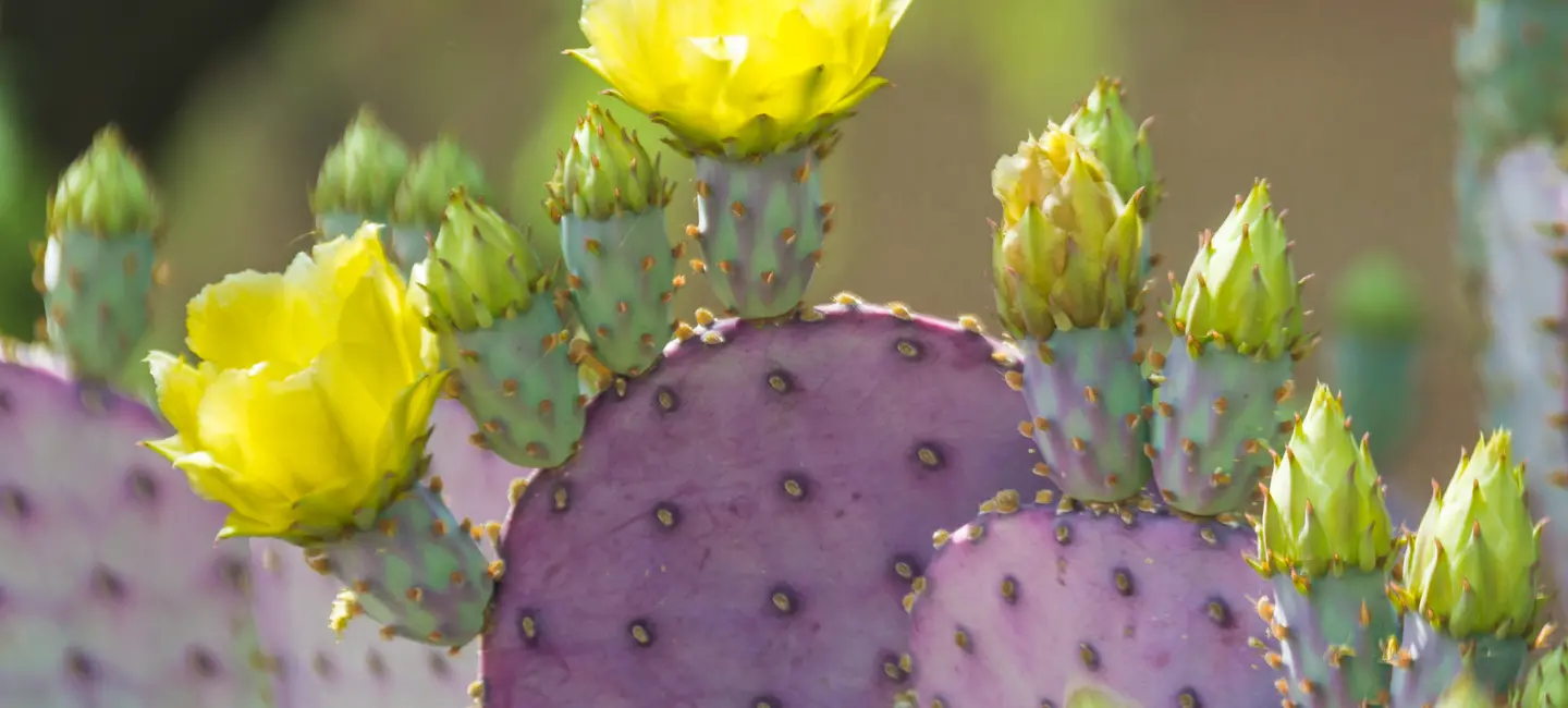 Prickly Pear Cactus plant