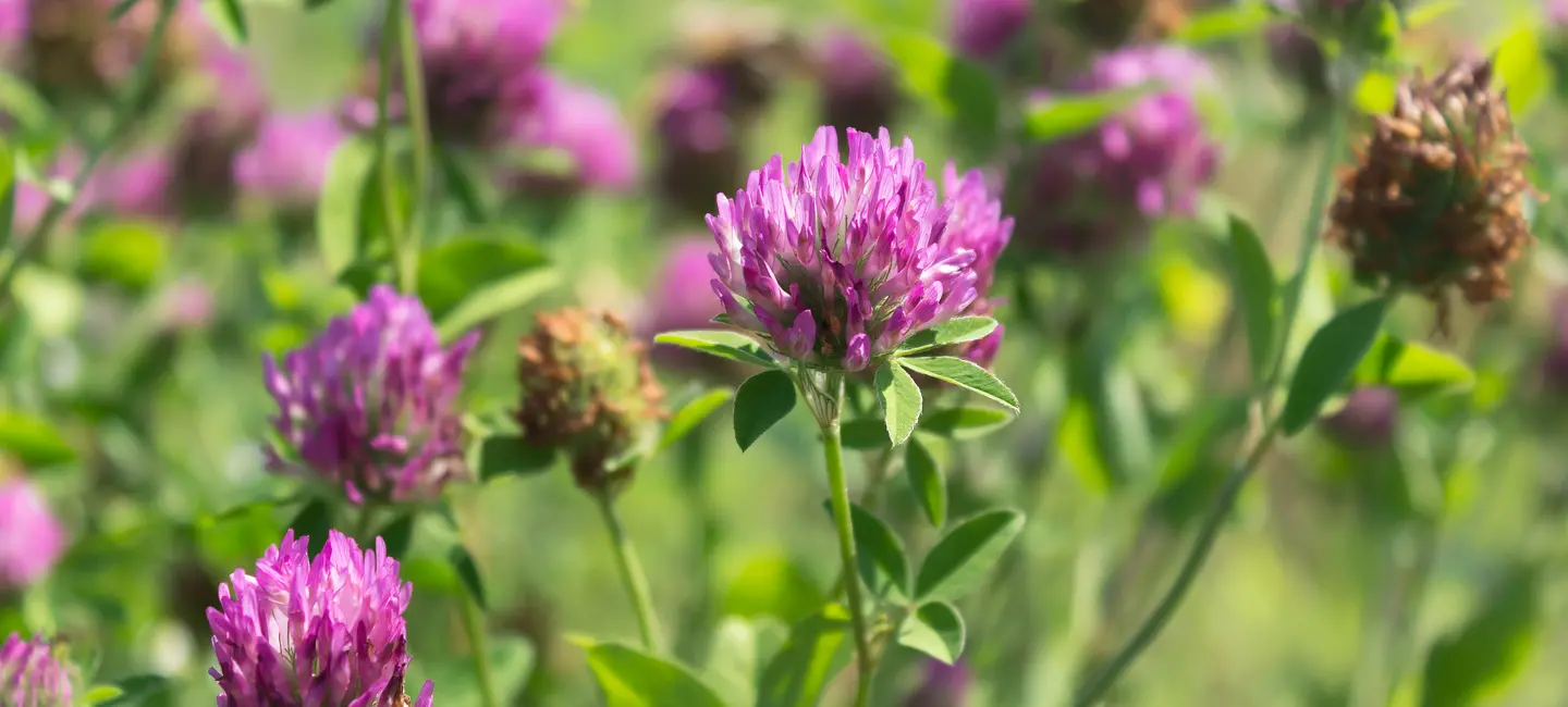 Red Clover plant