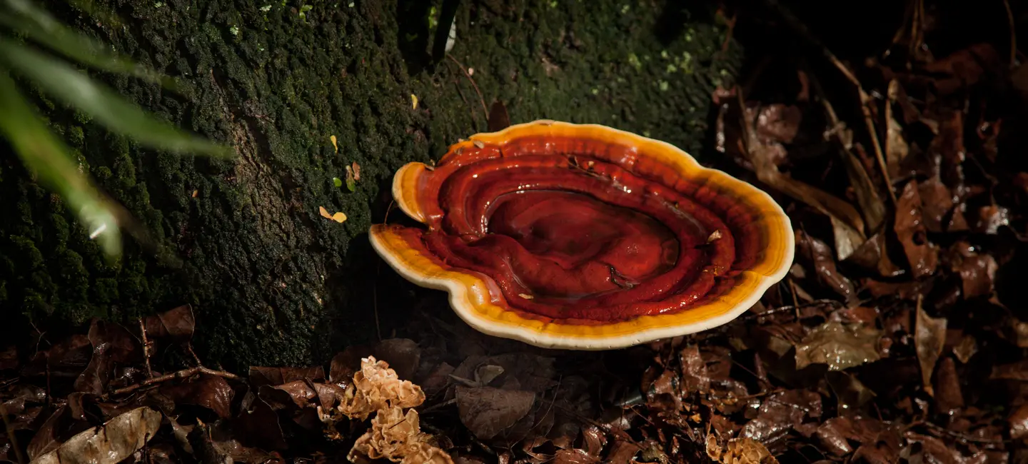 Reishi mushroom in forest growing on a tree