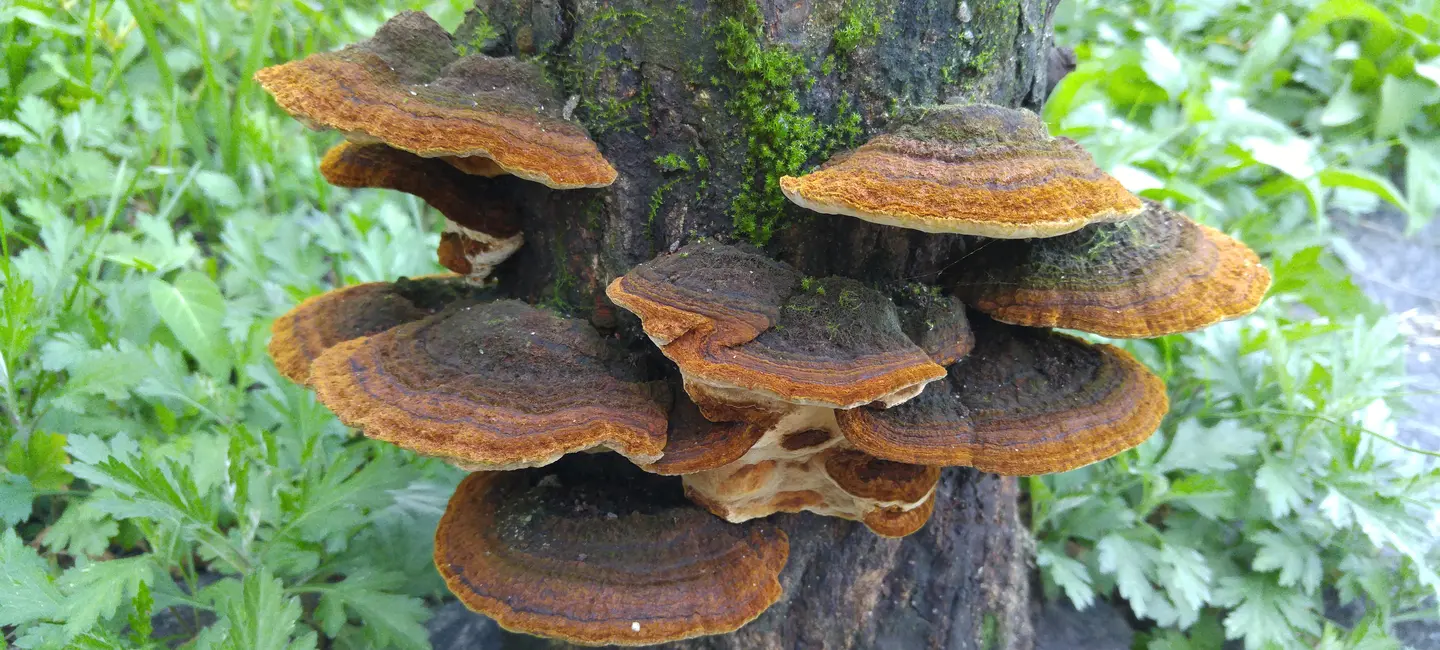 Sanghuang mushroom on mulberry tree