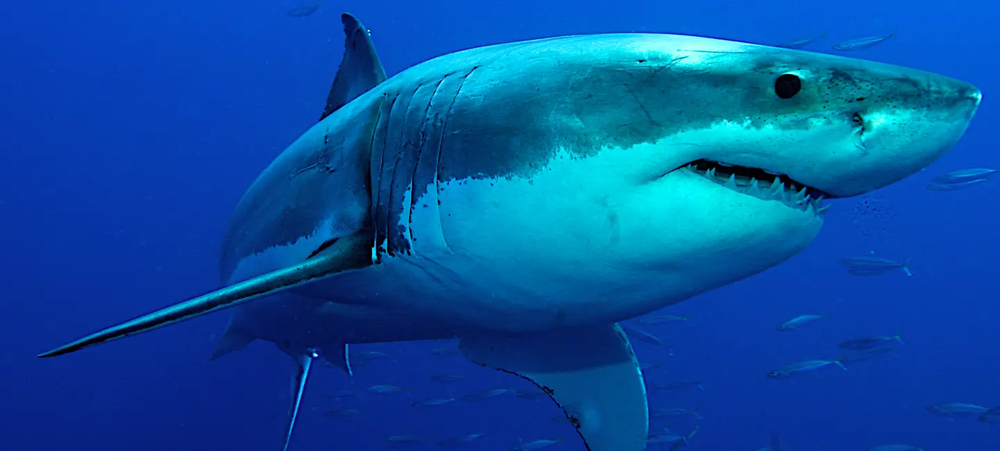 Great white Shark in the ocean