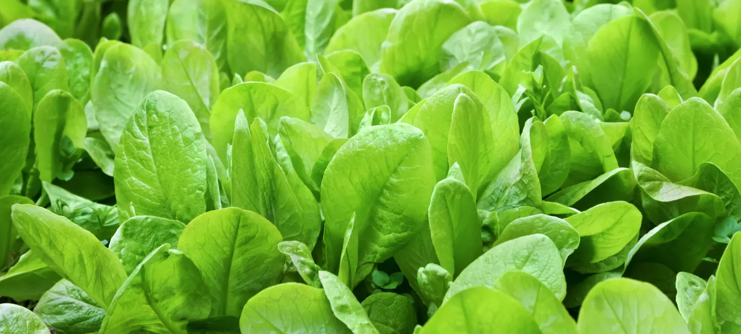 Spinach leaves