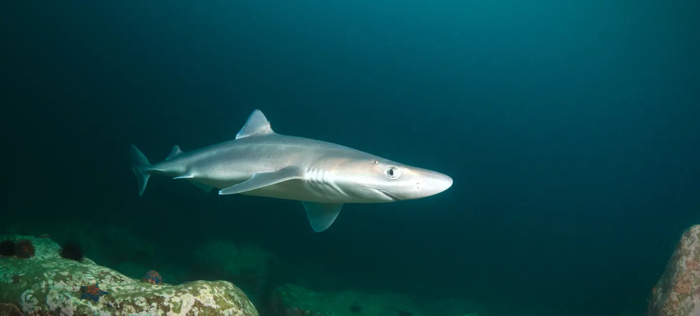 spiny dogfish shark in the ocean