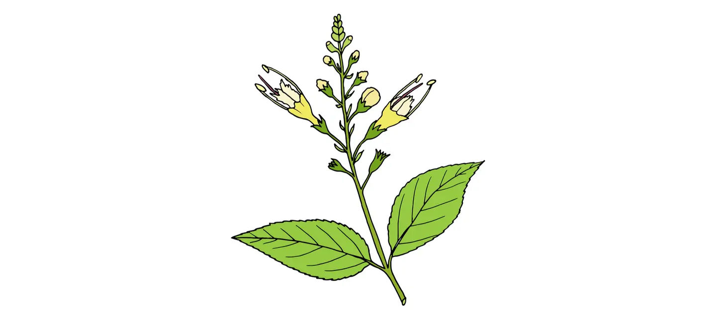 drawing of Stone Root plant