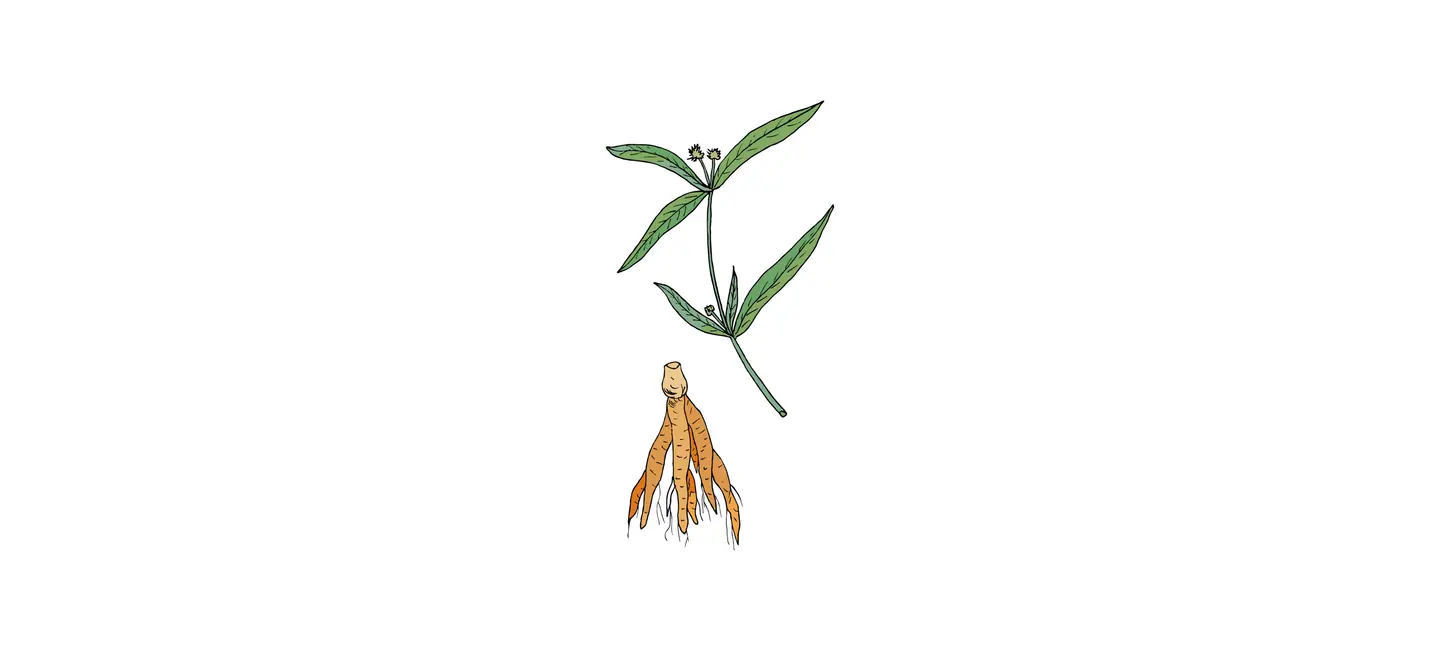 drawing of Suma plant and root