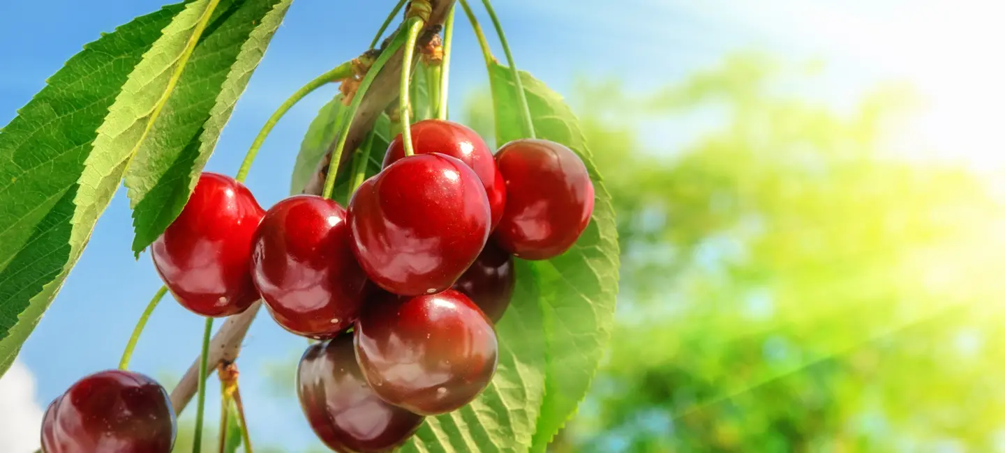 Sweet Cherry fruit in plant