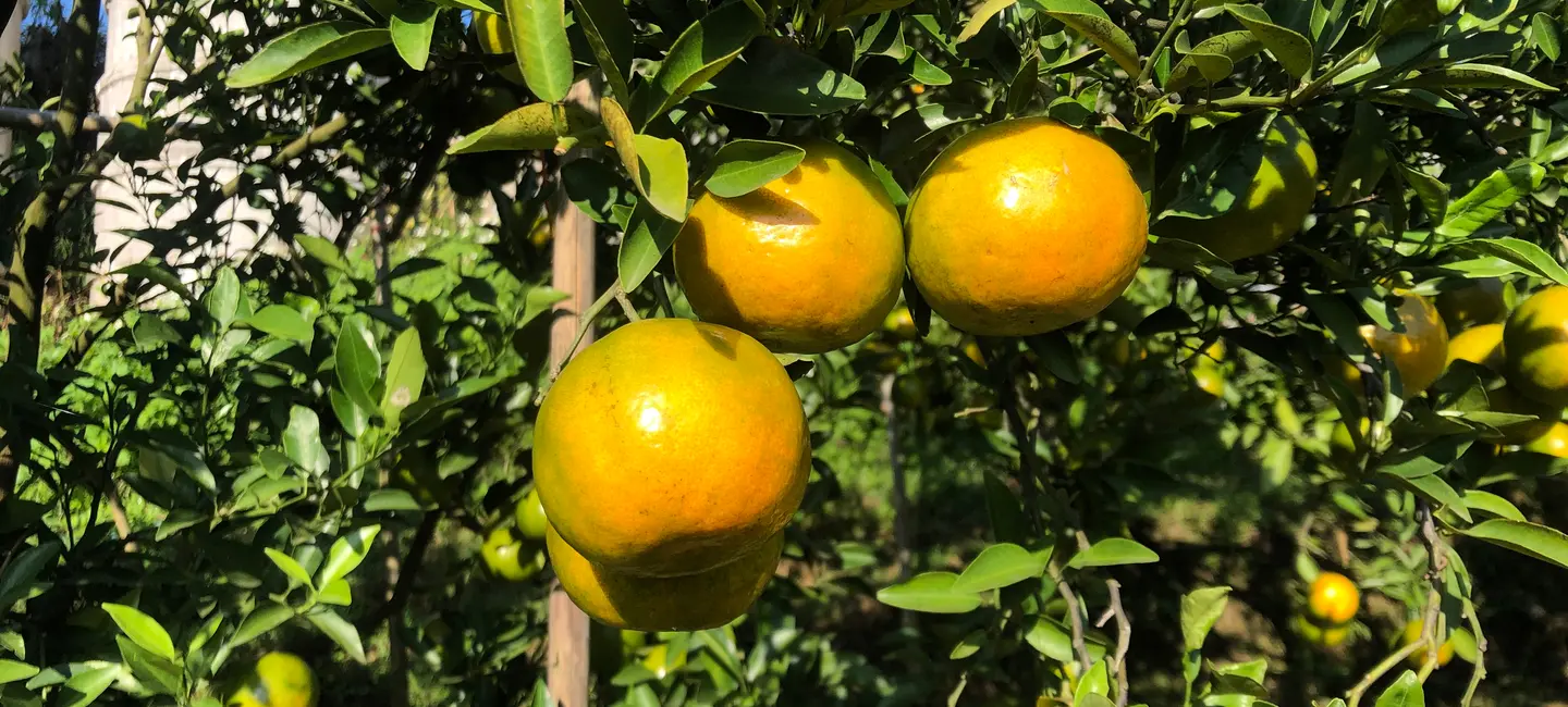 Tangerine fruit in plant