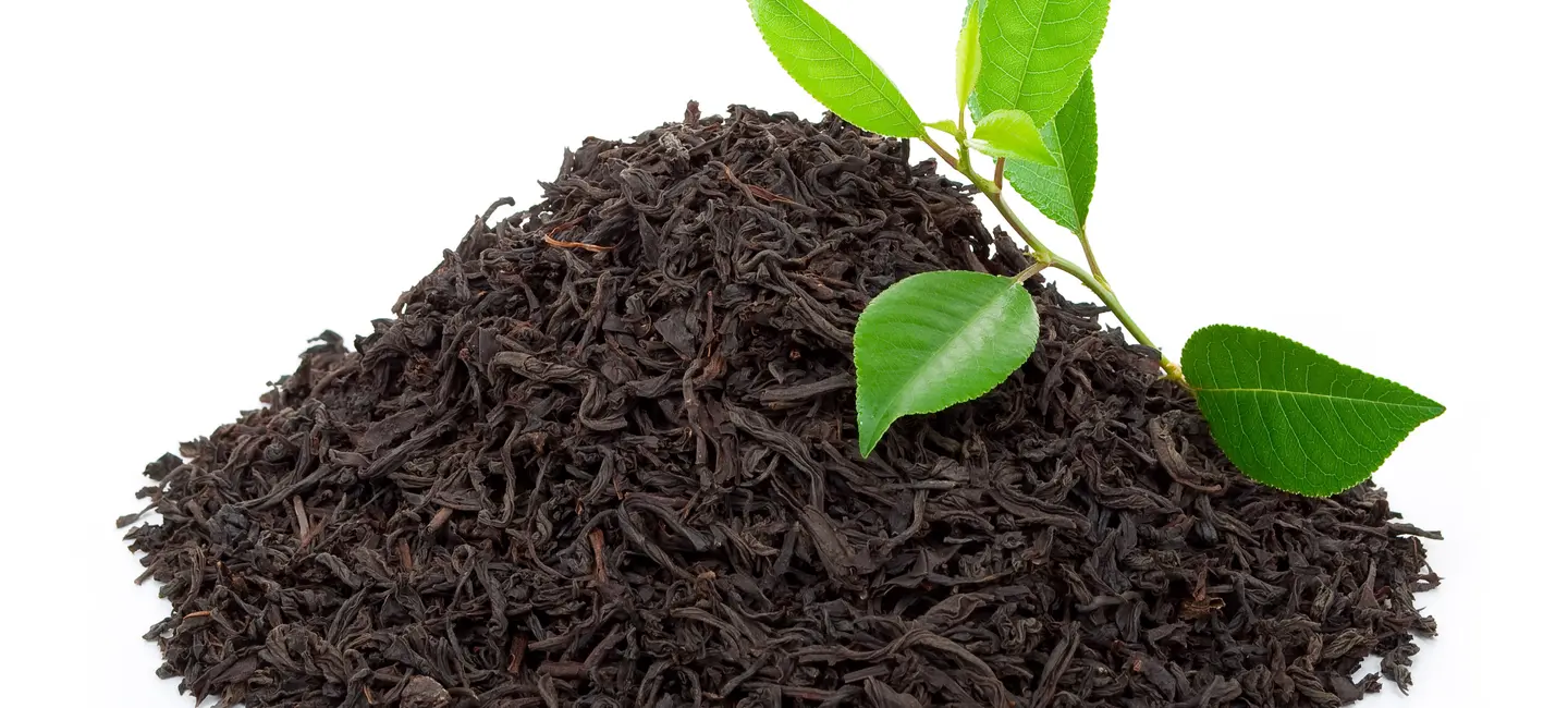 black tea leaves