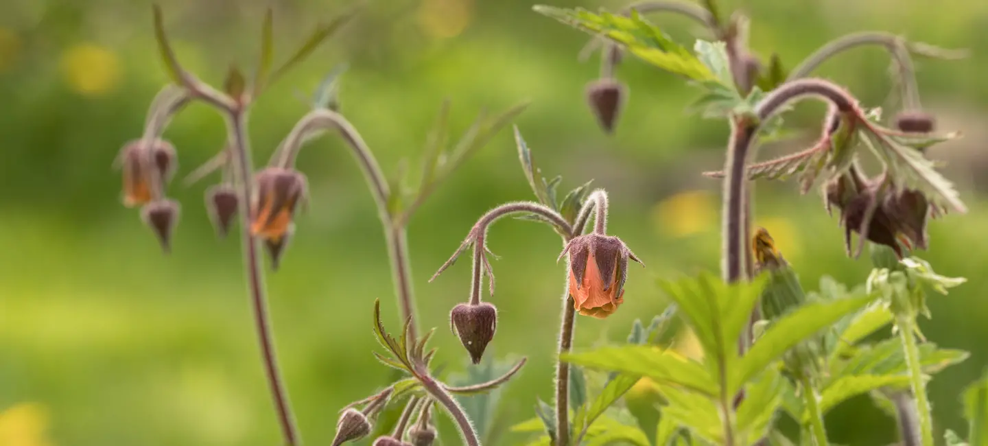 Water Avens plant