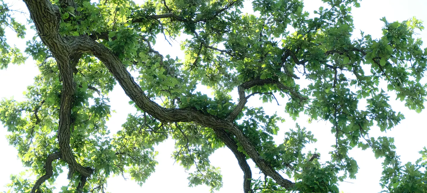 White Oak tree