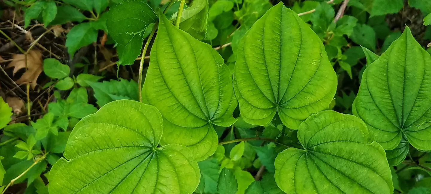 Wild Yam plant