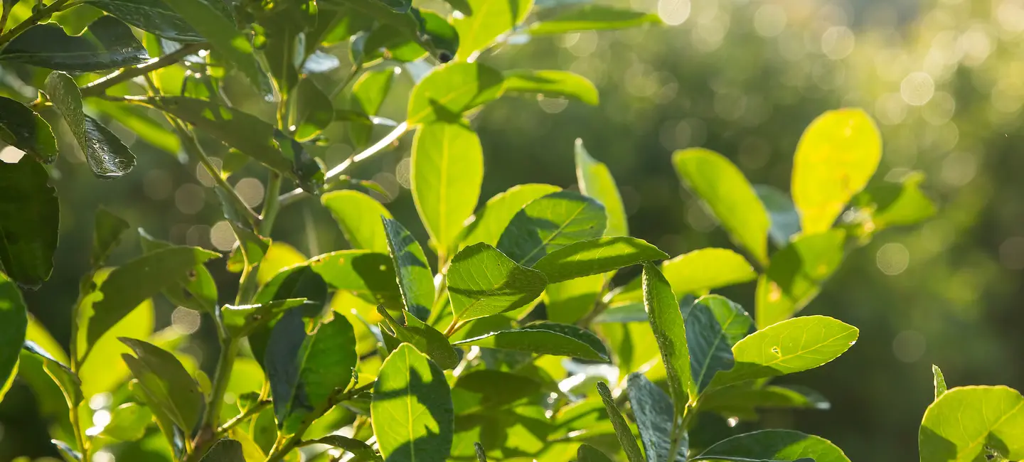 Yerba Mate plant