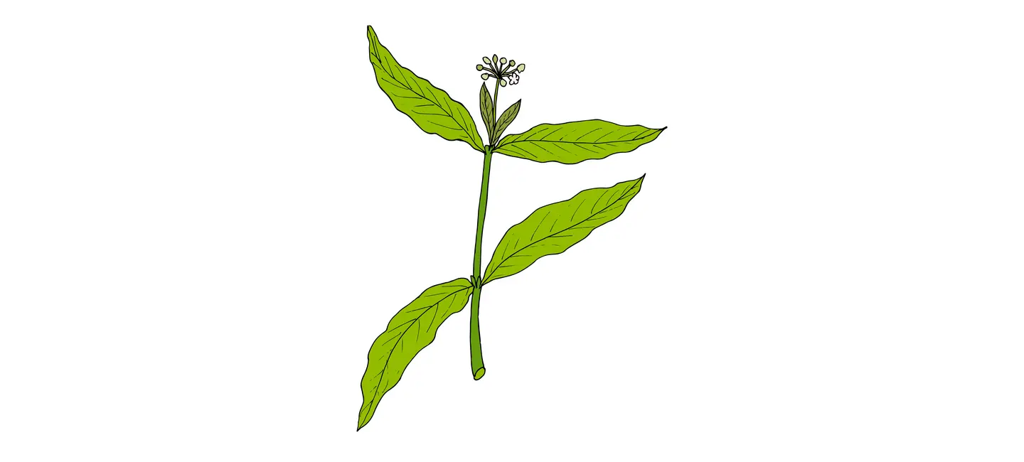 drawing Yohimbe plant