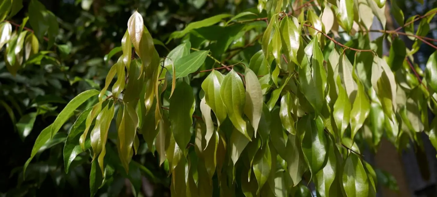 Cinnamomum Burmannii plant