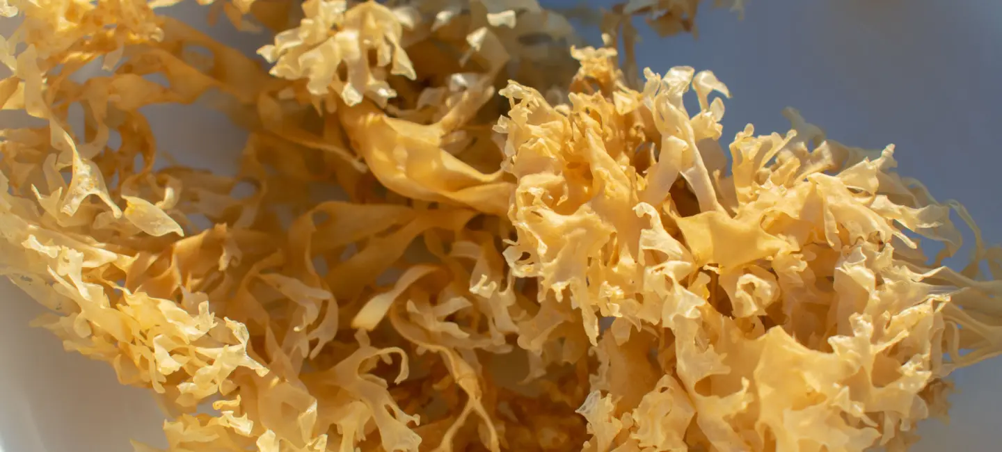 Chondrus Crispus, Golden Irish Sea Moss