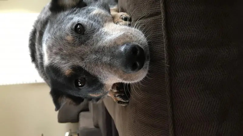 The Flip Side of Social Distancing Family dog