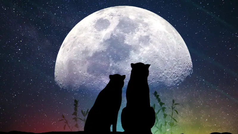 silhouette wolves in front of moon
