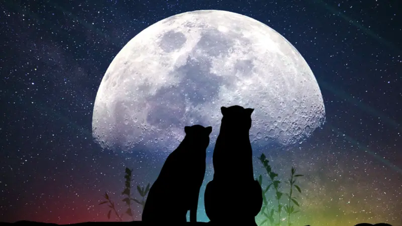 silhouette wolves in front of moon silhouette wolves in front of moon