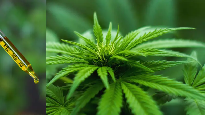 eyedropper with liquid and marijuana plant eyedropper with liquid and marijuana plant