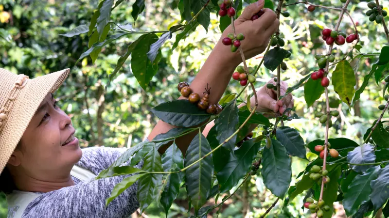 woman picking coffee beans