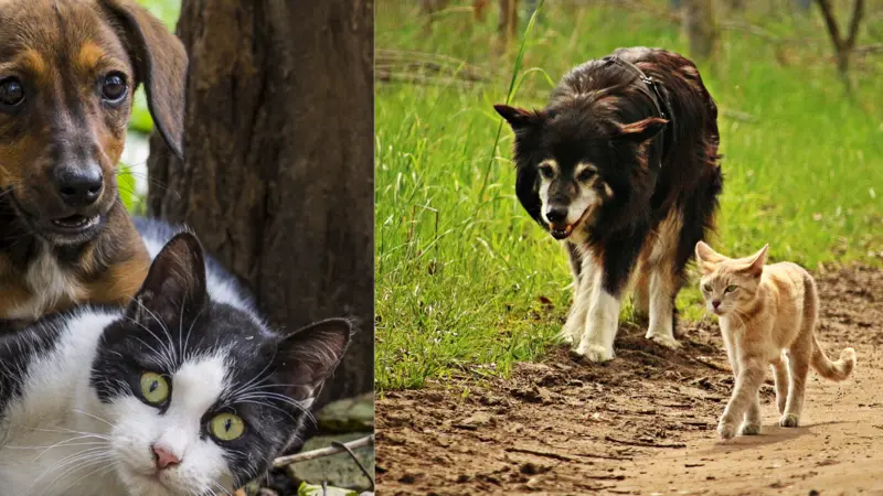 2 pairs of dogs and cats 2 pairs of dogs and cats