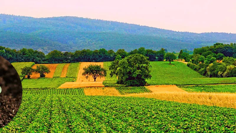 farm field